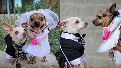 Voluntários de abrigo de animais celebram casamento de cães para incentivarem a adoção.
