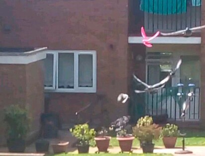 O pombo rosa pousando no quintal.