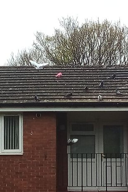 A ave no telhado de uma casa.