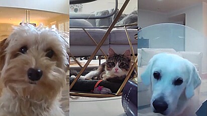 Pets tem reações fofas ao ouvirem seus donos lhe chamarem através da câmera de segurança.