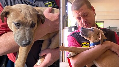 Cãozinho encontrado em lixeira é adotado pelo seu salvador.