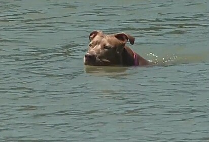 A pit bull caiu no mar no final do mês de maio.