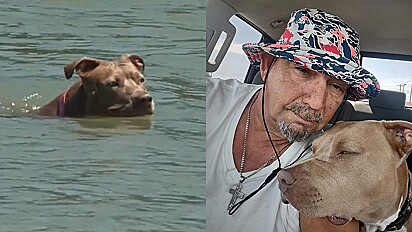 Cachorra cai do barco sem dono perceber e percorre quilômetros nadando até chegar em terra firme.
