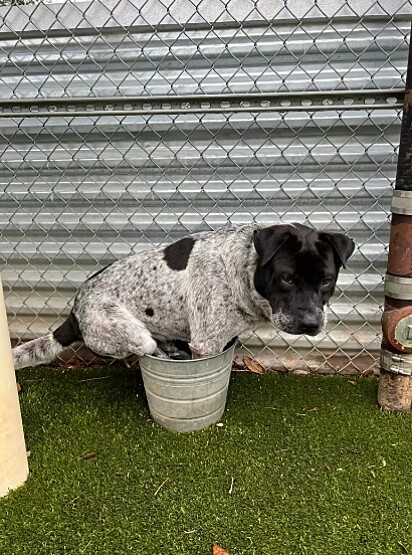 O cão está com as patas dentro do balde.
