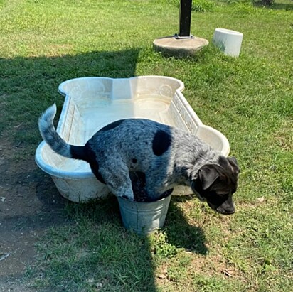 O cachorro está no balde ao invés de entrar na piscina.