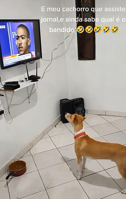 O cachorro está olhando a TV.