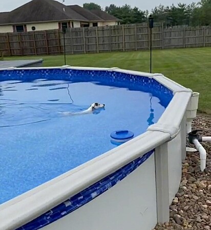 A cadela está nadando na piscina.