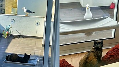 Gaivota visita diariamente terraço para espiar sua amiga gata pelo vidro da janela.