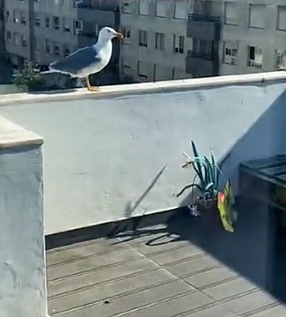 A gaivota visita diariamente o terraço do casal.