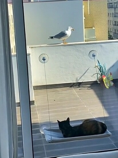 A felina e a gaivota se olhando pelo vidro da janela.