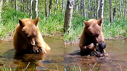 Urso é visto dando banho em ursinho de brinquedo.
