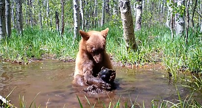 Não se sabe como o urso conseguiu o brinquedo.