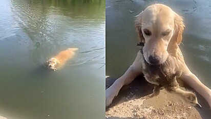 Cadela resgata animal acreditando que ele estava se afogando em lago.