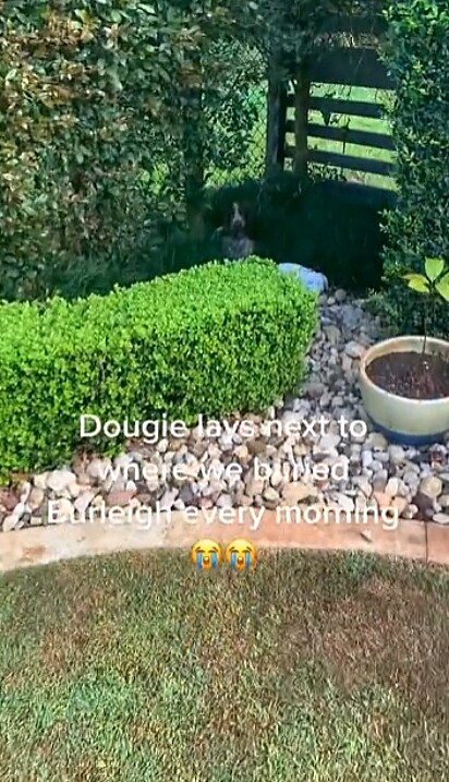 O cãozinho Dougie, todas as manhãs visita o túmulo do seu falecido amigo canino.