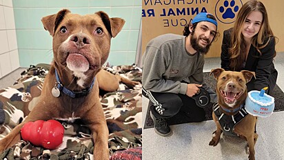 Após ficar 279 dias em abrigo cão sorri na primeira foto em família.