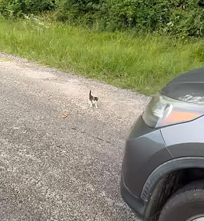 O gatinho está sozinho na estrada.