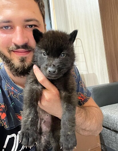 Andrey está com um filhotinho de lobo na mão.