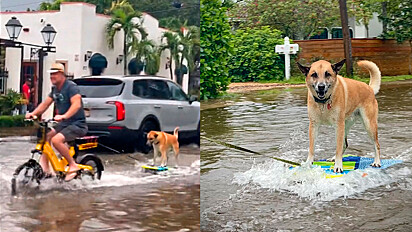 Cão é flagrado surfando com tutor em ruas alagadas por enchente.