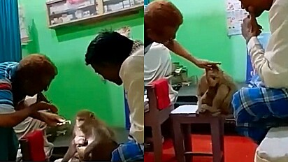 Macaca e seu filhote entram em consultório médico na Índia para pedirem ajuda e são atendidos