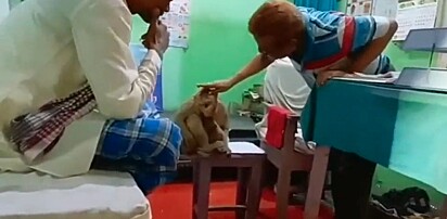 Macaca entra com seu filhote em consultório médico para pedir ajuda.