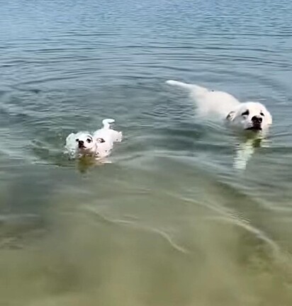 Os cães estão nadando lado a lado.