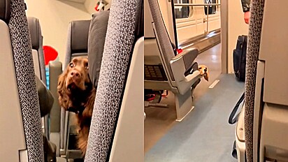 Casal brasileiro compra bilhete de trem se surpreende ao pegar vagão só para pets