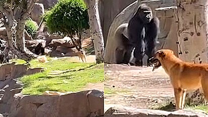 Vira-lata caramelo invade jaula de gorilas do zoológico de San Diego, na Califórnia, e sai ileso