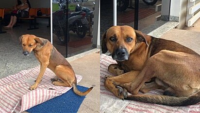 Cão faz vigia em porta do hospital por quatro meses aguardando seu dono que faleceu.