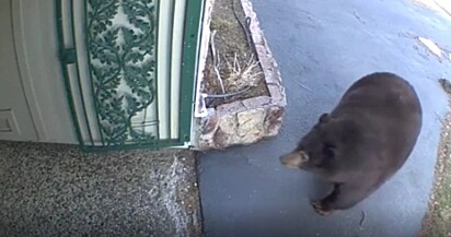 Um urso está invadindo uma residência.