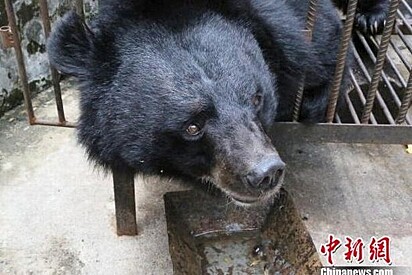A mulher comprou o urso acreditando que ele fosse um cão da raça mastim tibetano.