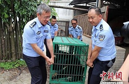 O urso foi levado para o Centro de Resgate da Vida Selvagem de Yunnan.