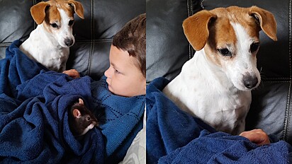 Cachorrinha fica enciumada ao ver criança segurando no colo um ratinho.