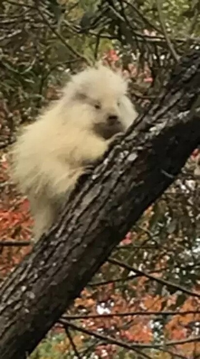 Durante caminhada, família americana encontra um animalzinho albino acomodado no galho de uma árvore.