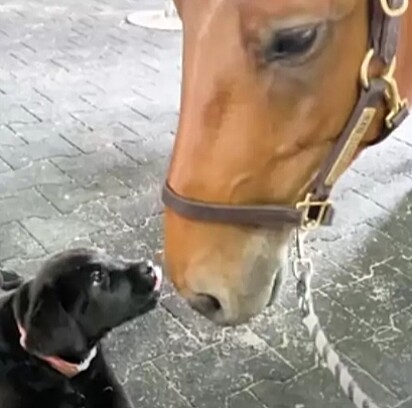 O cachorro está lambendo o cavalo.