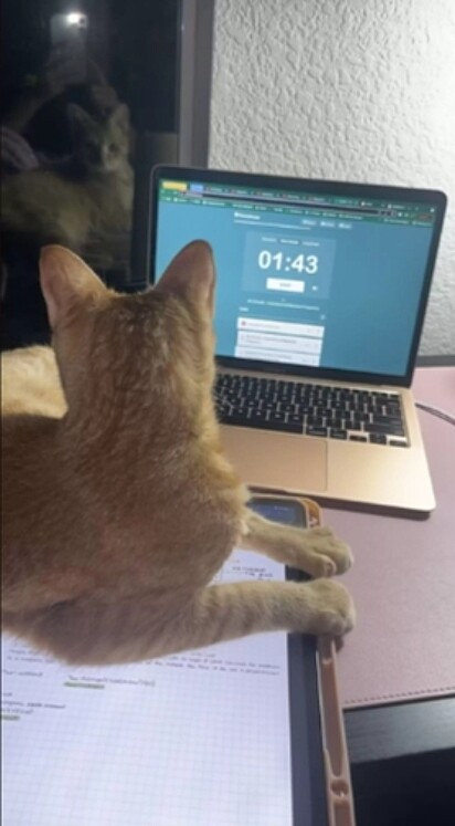A felina está em frente ao notebook.