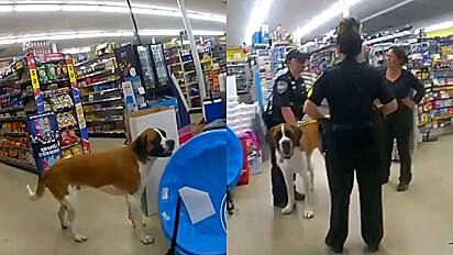 Polícia é acionada para pegar cão que estava por horas passeando em loja.