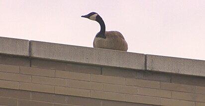 A ave está em cima do telhado do shopping.