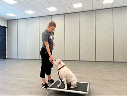 A cadela está sendo treinada.