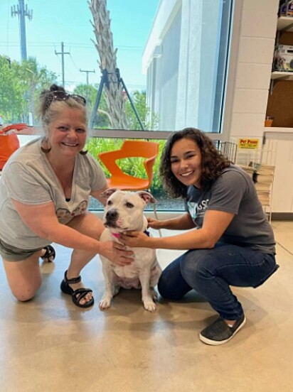 A pit bull está sendo entregue a nova tutora.