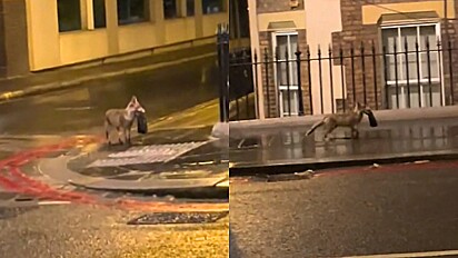 Amigos flagram cena hilária de raposa correndo com bolsa da Gucci na boca em Londres.