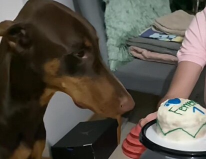 O cachorro está olhando o bolo.