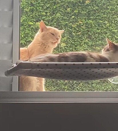 Os gatos estão se olhando pela janela.