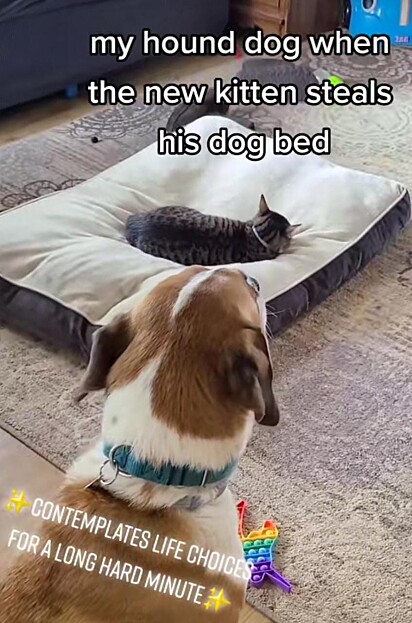 O cão está olhando o gato dormir na sua cama.