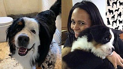Mulher fica desolada com ligação de veterinário informando que seu cão havia morrido.