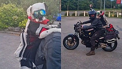 Cachorrinha é apaixonada em passeios de motocicleta com o seu dono.