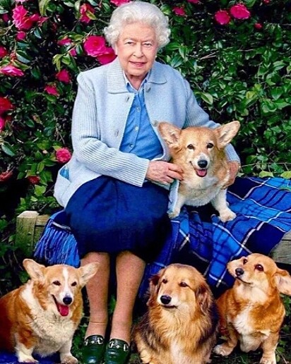 Rainha Elizabeth e os cães.