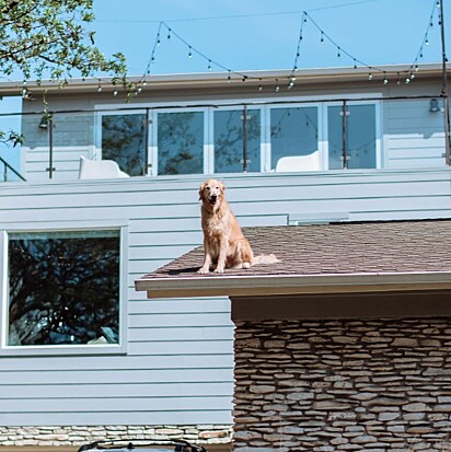 O cachorro está aproveitando o sol em cima da casa.