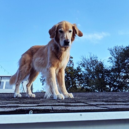 O cão em cima da casa.