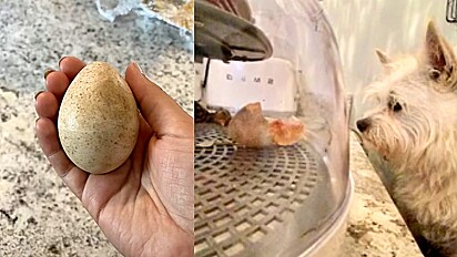 Cachorra encontra ovo durante passeio, dona a resgata e pet não sai do lado de incubadora até eclodir.