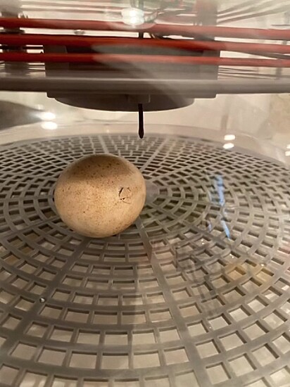O ovo dentro da incubadora.